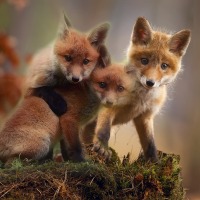 Pétition : Sauvez les renards, aidez  le "#Renards. Nuisibles, vraiment ?" à atteindre les 300 000 signatures...